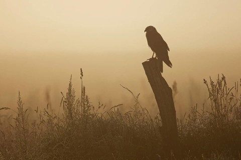 Western marsh harrier