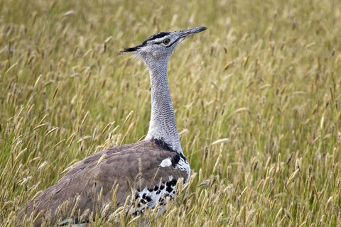 Close-up of Kori Bustard