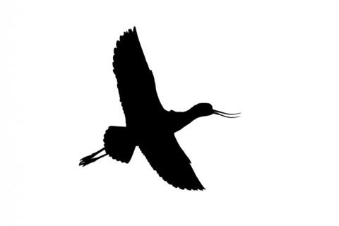 Silhouette of pied avocet