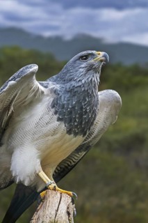 Western black-chested buzzard-eagle