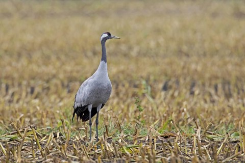 Common crane
