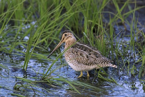 Common snipe