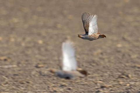 Two grey partridges