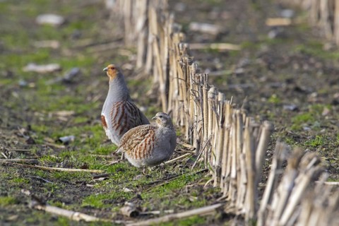 Grey partridge