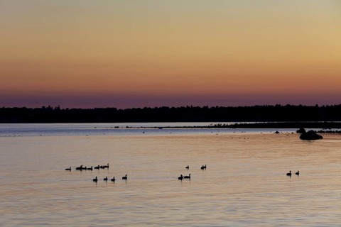 Flock of Barnacle geese