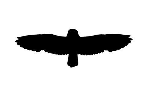 Silhouette of short-eared owl