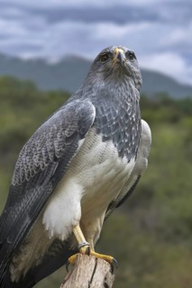 Western black-chested buzzard-eagle