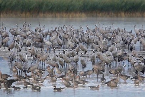 Common Crane