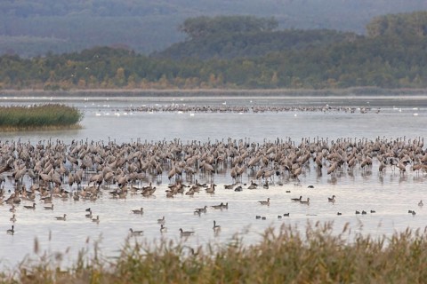 Common Crane