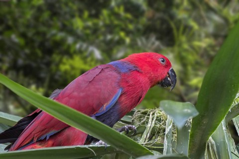 Eclectus parrot