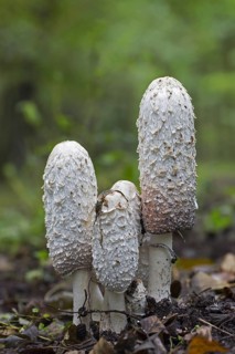 Shaggy ink cap