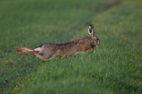 Hase