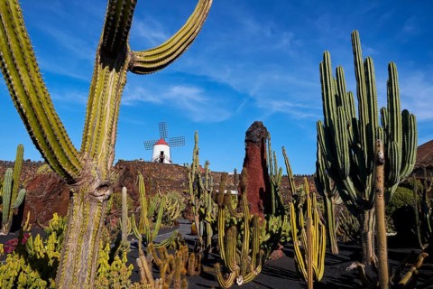 Various cacti