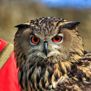 Eurasian eagle-owl