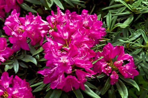 Rhododendron blossom