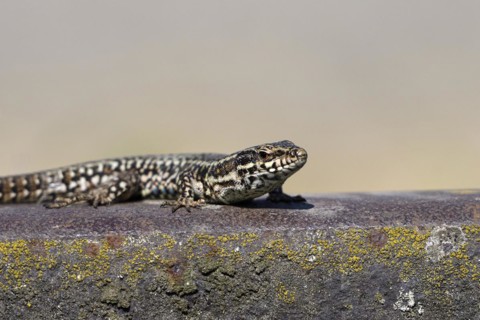 Common wall lizard