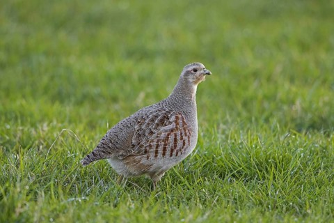 Grey partridge