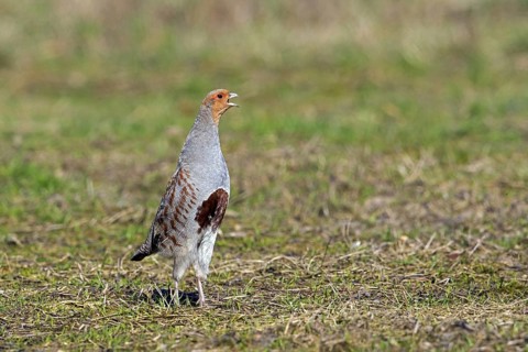 Grey partridge