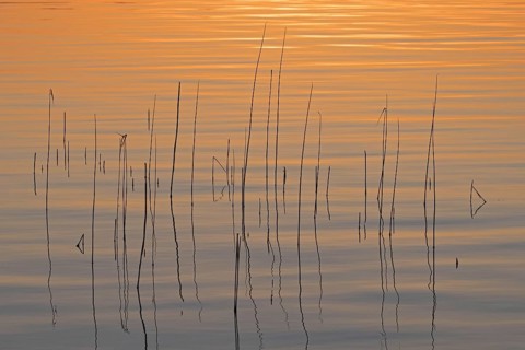 Abstract pattern of common reed