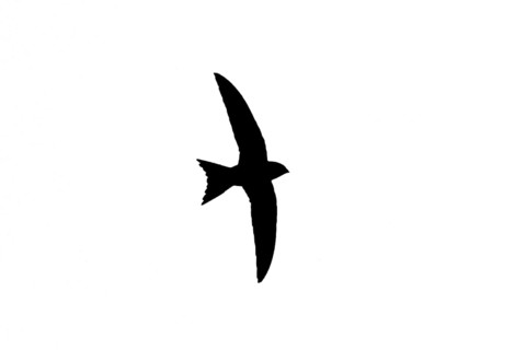 Silhouette of common swift