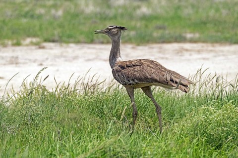 Kori bustard