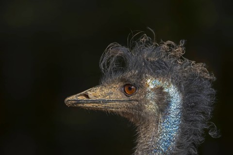 Emu