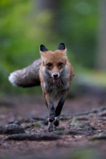 Red fox lured on a forest path with hare lament