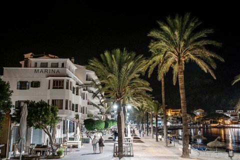 Palm trees