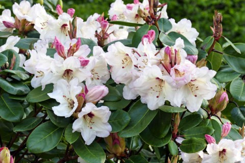 Flowering rhododendrons