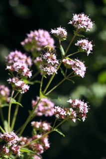 Honey bee on a common thyme