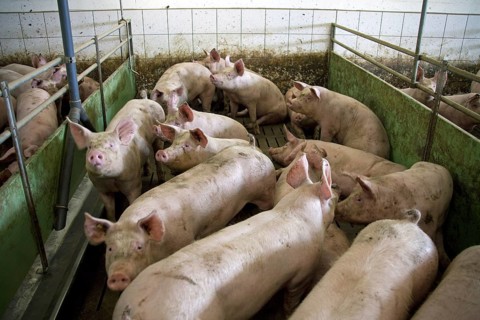 Domestic pigs