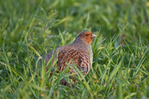 Grey Partridge