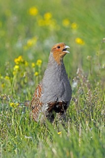 Grey partridge