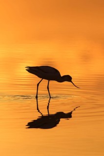 Pied avocet