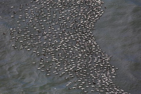 Aerial view over flock of common eider