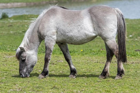 Heck horse