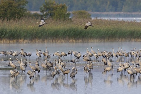 Common Crane