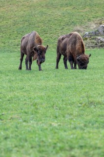 Wisent Thal project