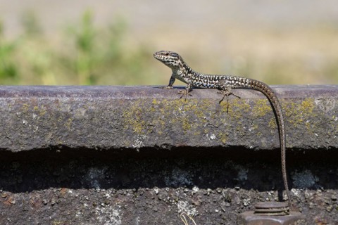 Common wall lizard
