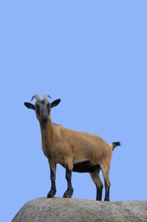 Domestic pygmy goat