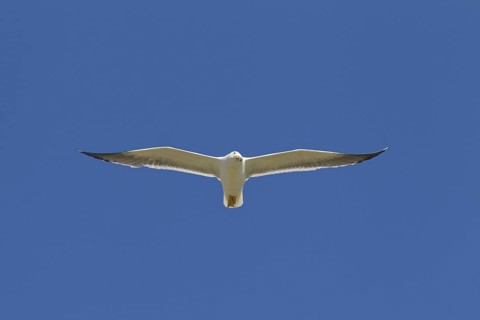Lesser black-backed gull
