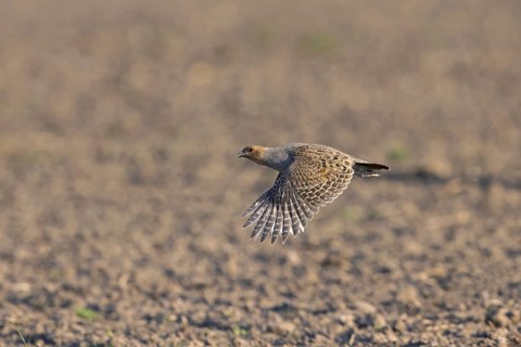 Grey partridge