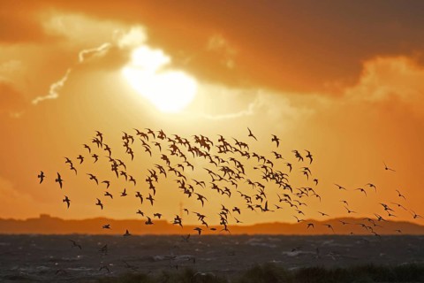 Huge flock of bar-tailed godwits