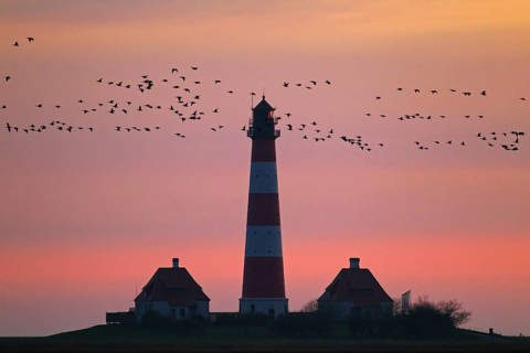 Flock of geese and lighthouse Westerheversand at sunset