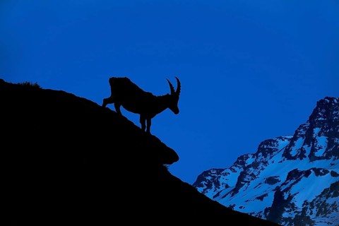Alpine ibex