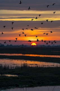 Flock of ducks silhouetted against sunset flying over field in winter in the Uitkerkse Polder nature reserve near Blankenberge