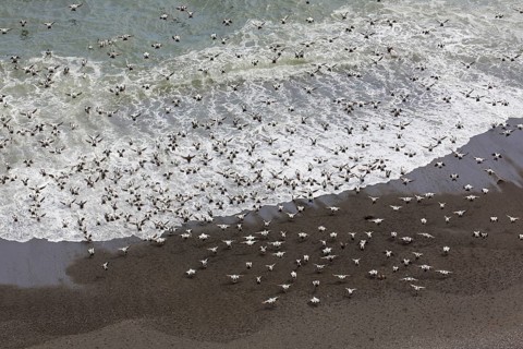 Aerial view over flock of common eider
