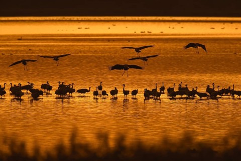 Flock of common cranes