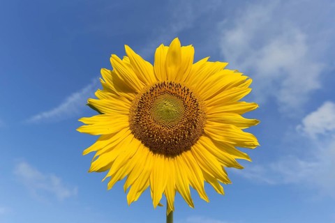Flower head