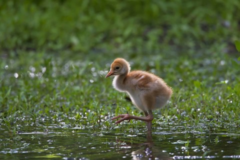 Common Crane